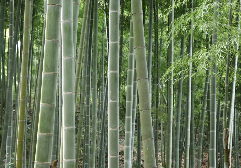 Foldable Height Adjustable Sit Stand up Laptop Desk Converter Riser